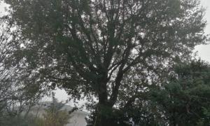 Élagage d'arbre sur la commune de Saint-André-de-Corcy