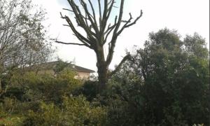 Élagage d'arbre sur la commune de Saint-André-de-Corcy