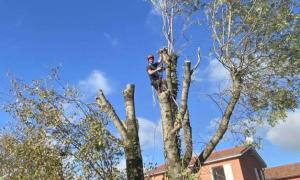 Élagage d'arbre sur la commune de la Boisse
