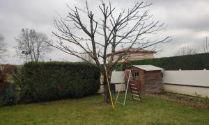 Taille de cerisier sur la commune de Neuville-sur-Saône