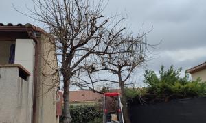 taille arbre Rillieux-la-Pape