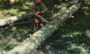 Abattage d'arbre dangereux sur la commune de Neuville-sur-Saône
